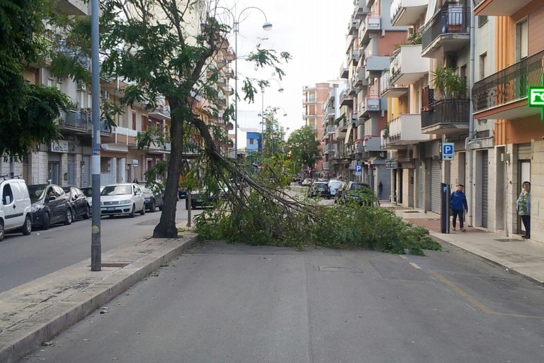 albero