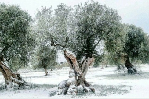 olivi danneggiati dal gelo. <span>Foto Giovanna Albo</span>
