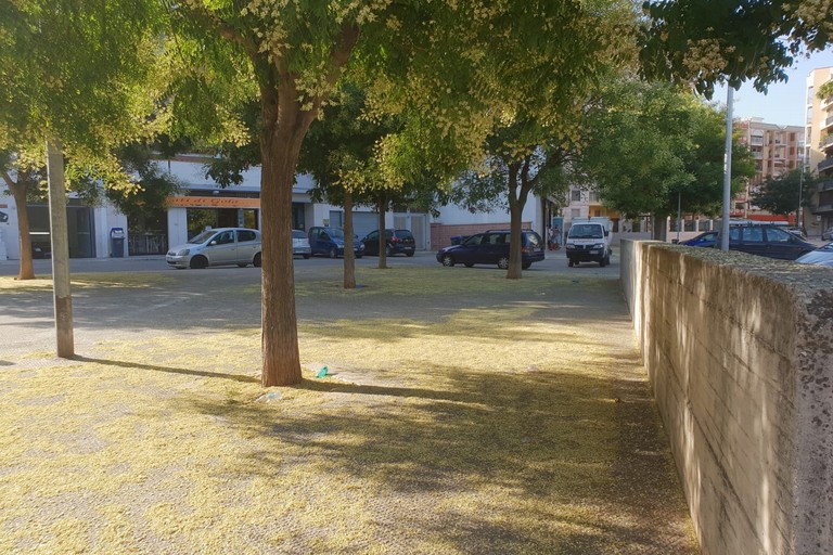 infiorescenza e polline zona 167
