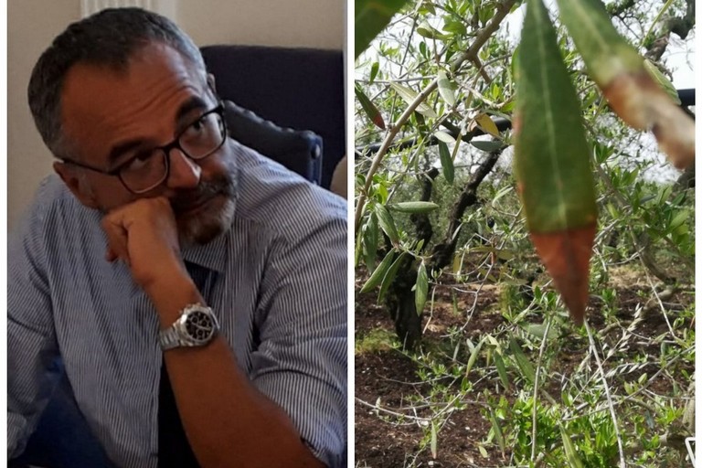 Danni da gelate, la preoccupazione di matera