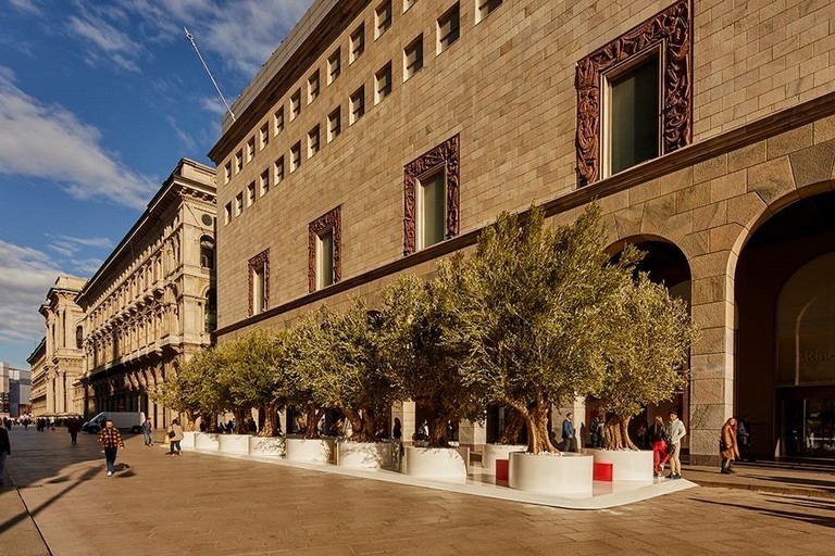 ulivi secolari in piazza a Milano