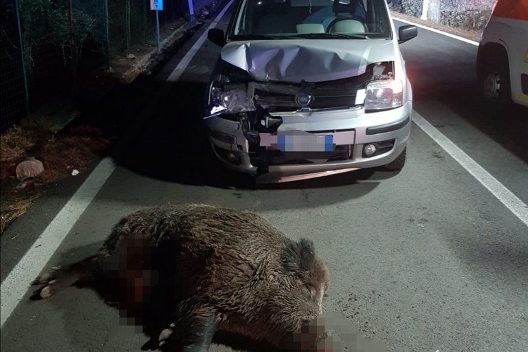 Incidente stradale con cinghiale
