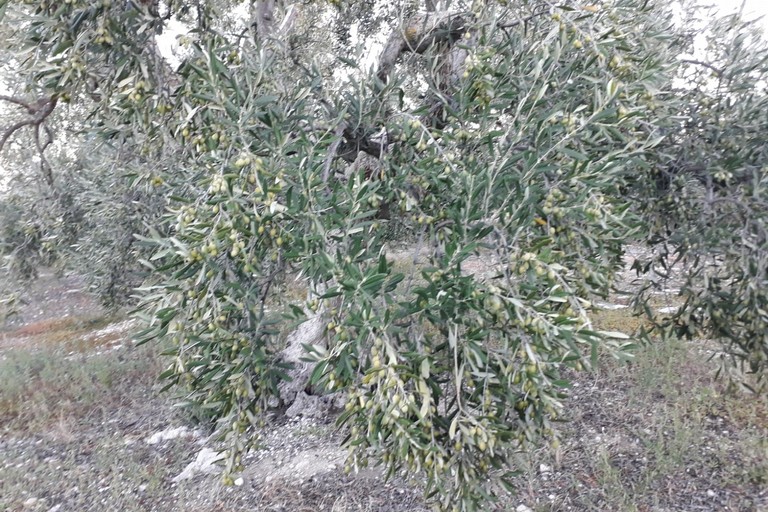 Sventato furto di olive