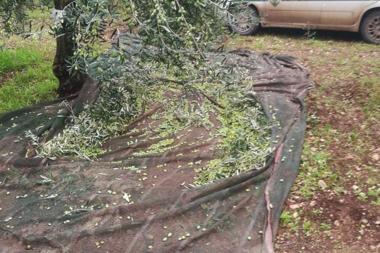 Sventato furto di olive