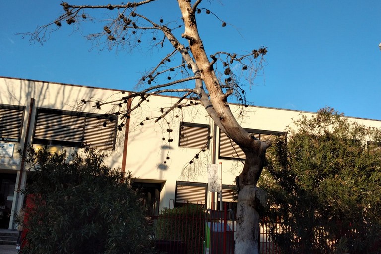 Alberi secchi