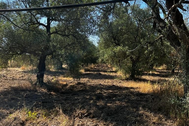 Azienda agricola Papparicotta di Andria
