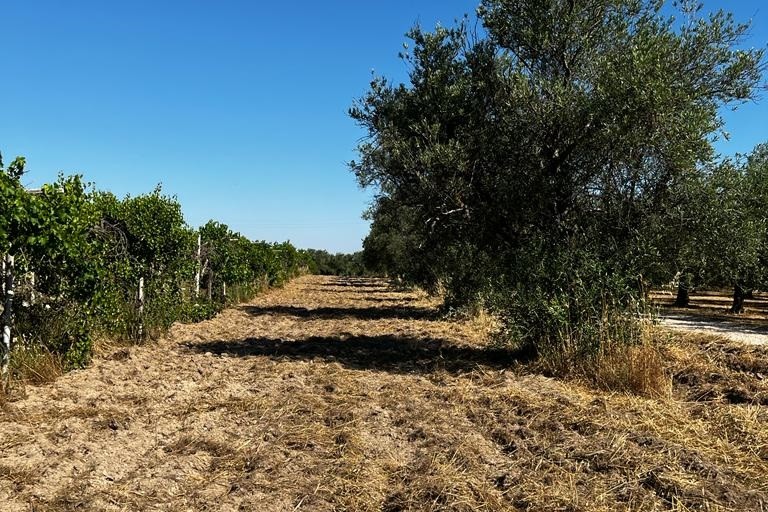 Azienda agricola Papparicotta di Andria