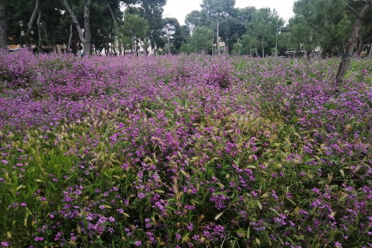 Pineta di Andria