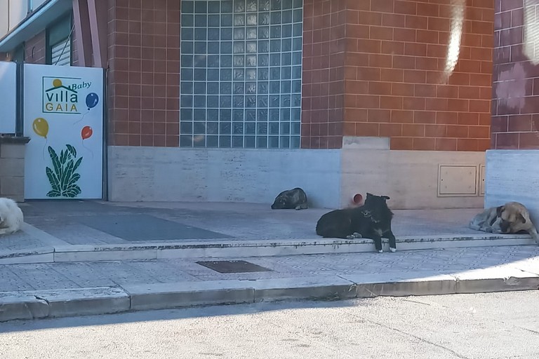 Randagi in Via Giovanni Gentile e davanti ad un asilo nido