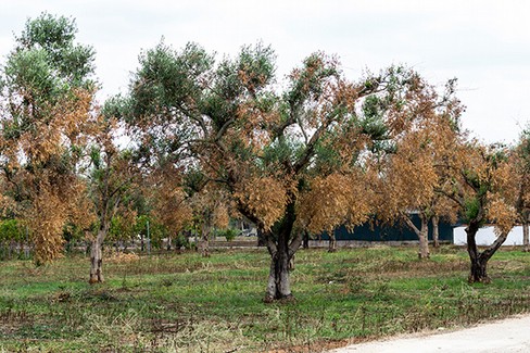 ulivi colpiti dalla xylella fastidiosa o sputacchina