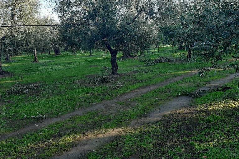 olive rubate in contrada Zaganellaro, in territorio di Andria