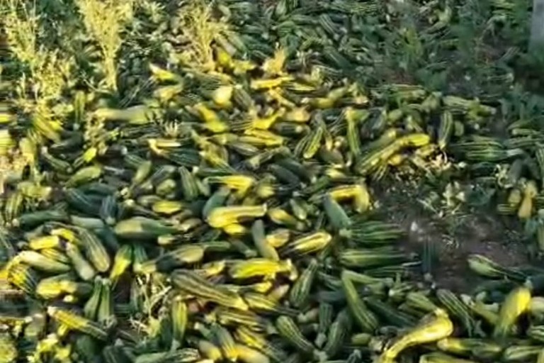 Quintali di zucchine lasciate marcire nelle campagne di Andria